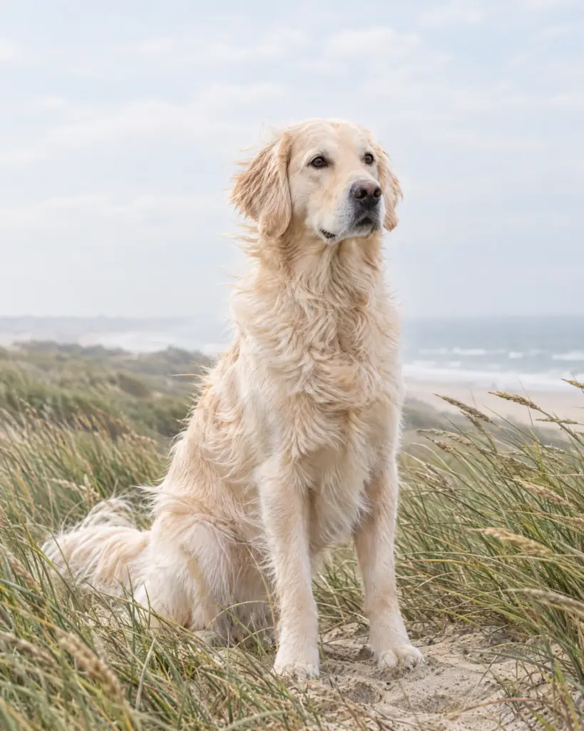 Lotte staat in de duinen met helmgras, met de zee op de achtergrond