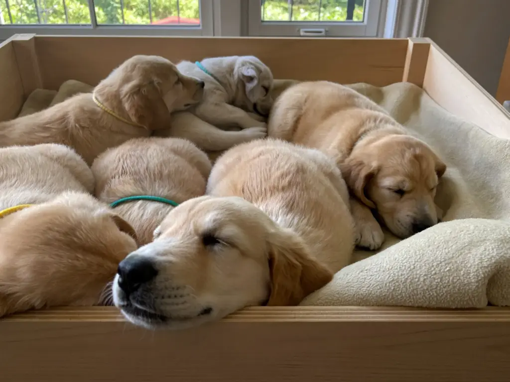 Zeven Golden Retriever-pups van drie weken oud slapen in de houten werpkist