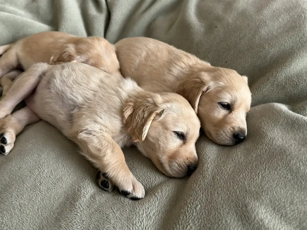 Twee jonge pups slapen tegen elkaar aan op een groen dekentje